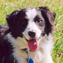 Grady was adopted in 2003
